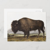 Illustratie Amerikaanse Bison (Bos Americanus) Briefkaart (Voorkant / Achterkant)