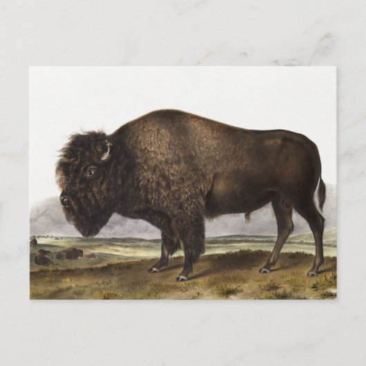 Illustratie Amerikaanse Bison (Bos Americanus) Briefkaart (Voorkant)