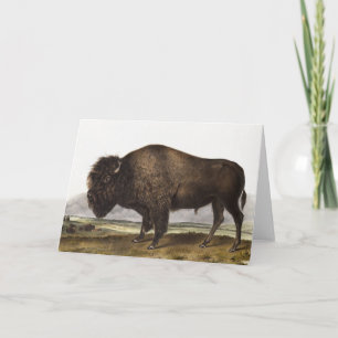 Illustratie Amerikaanse Bison (Bos Americanus) Kaart