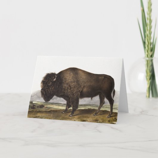Illustratie Amerikaanse Bison (Bos Americanus) Kaart (Voorkant)
