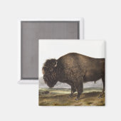 Illustratie Amerikaanse Bison (Bos Americanus) Magneet (Voorkant / Achterkant)