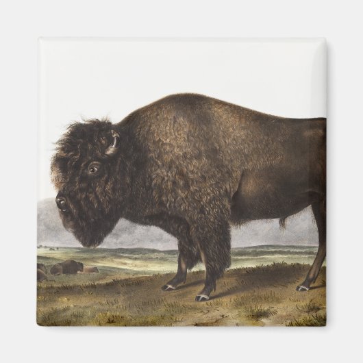 Illustratie Amerikaanse Bison (Bos Americanus) Magneet (Voorkant)
