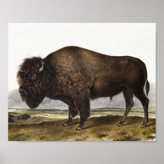 Illustratie Amerikaanse Bison (Bos Americanus) Poster (Voorkant)