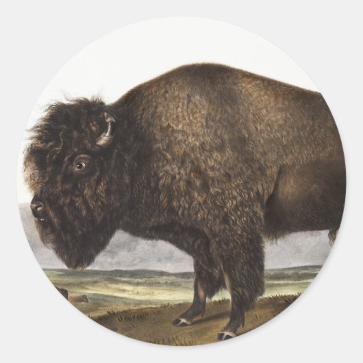 Illustratie Amerikaanse Bison (Bos Americanus) Ronde Sticker (Voorkant)