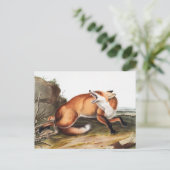 Illustratie Amerikaanse rode vos (Vulpes Fulvus) Briefkaart (Staand voorkant)