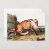 Illustratie Amerikaanse rode vos (Vulpes Fulvus) Briefkaart (Voorkant / Achterkant)