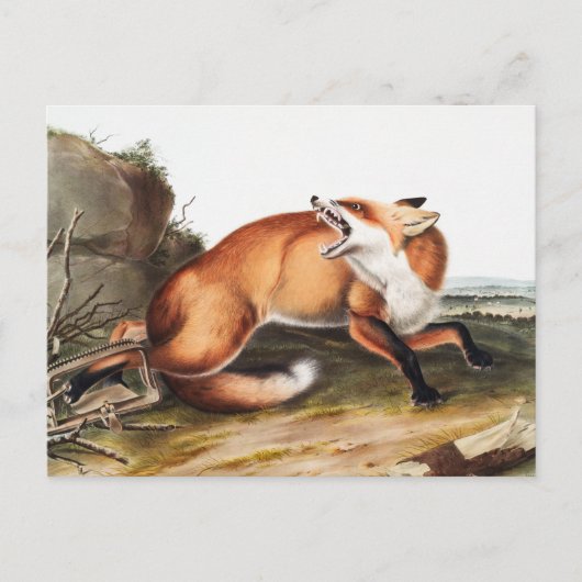 Illustratie Amerikaanse rode vos (Vulpes Fulvus) Briefkaart (Voorkant)