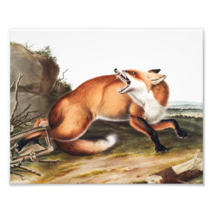 Illustratie Amerikaanse rode vos (Vulpes Fulvus) Foto Afdruk