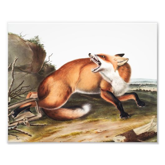 Illustratie Amerikaanse rode vos (Vulpes Fulvus) Foto Afdruk (Voorkant)