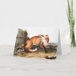 Illustratie Amerikaanse rode vos (Vulpes Fulvus) Kaart