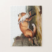 Illustratie Amerikaanse rode vos (Vulpes Fulvus) Legpuzzel (Verticaal)