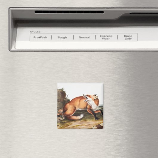 Illustratie Amerikaanse rode vos (Vulpes Fulvus) Magneet (Insitu (Vaatwasser))