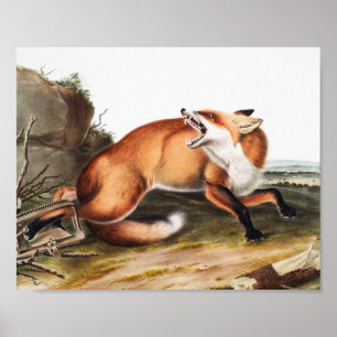 Illustratie Amerikaanse rode vos (Vulpes Fulvus) Poster