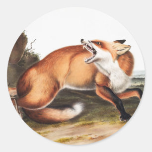 Illustratie Amerikaanse rode vos (Vulpes Fulvus) Ronde Sticker