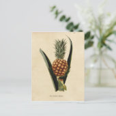 Illustratie  ananas briefkaart (Staand voorkant)