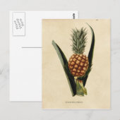 Illustratie  ananas briefkaart (Voorkant / Achterkant)