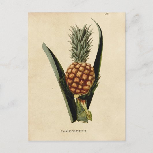 Illustratie  ananas briefkaart (Voorkant)