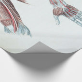  illustratie Anatomie Mensenwapens en handen Cadeaupapier (Hoek)