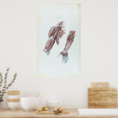  illustratie Anatomie Mensenwapens en handen Poster (Keuken)