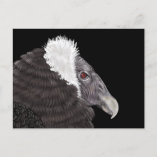 Illustratie Andean Condor Briefkaart