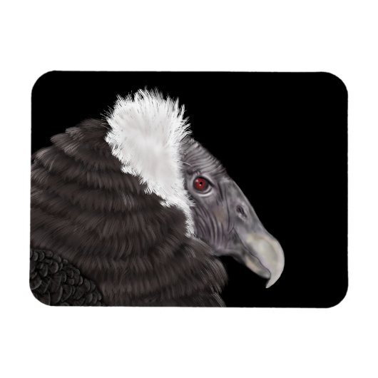 Illustratie Andean Condor Magneet (Horizontaal)