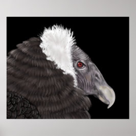 Illustratie Andean Condor Poster