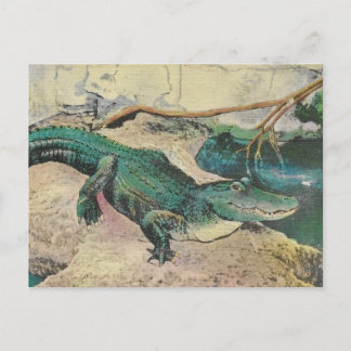 Illustratie ansichtkaart van vintage alligator briefkaart