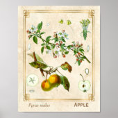  illustratie Apple Fruit Botanical Floral Poster (Voorkant)