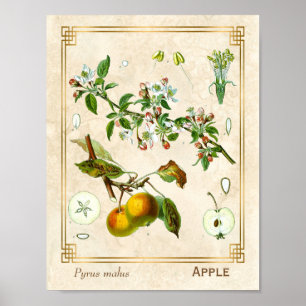  illustratie Apple Fruit Botanical Floral Poster