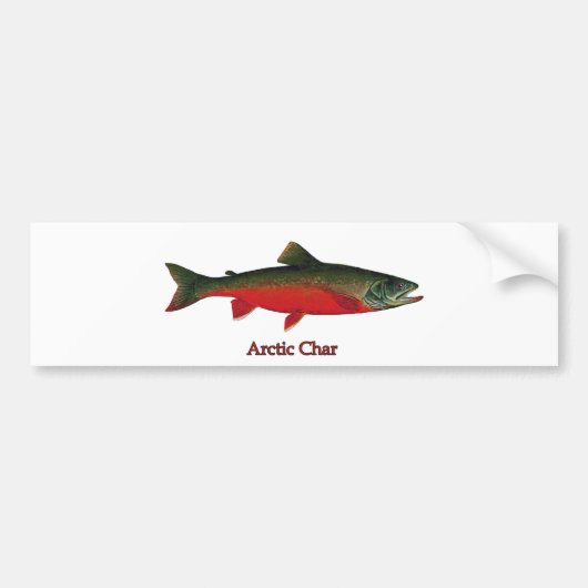 Illustratie Arctic Char Bumpersticker (Voorkant)