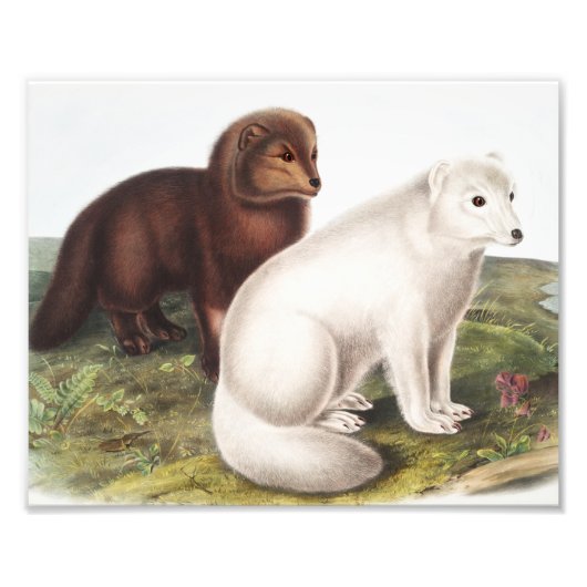 Illustratie Arctic Fox (Vulpes lagopus) Foto Afdruk (Voorkant)