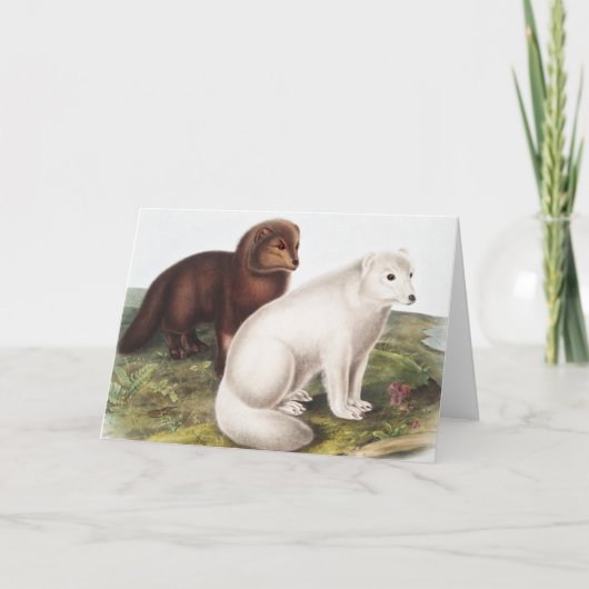 Illustratie Arctic Fox (Vulpes lagopus) Kaart (Voorkant)