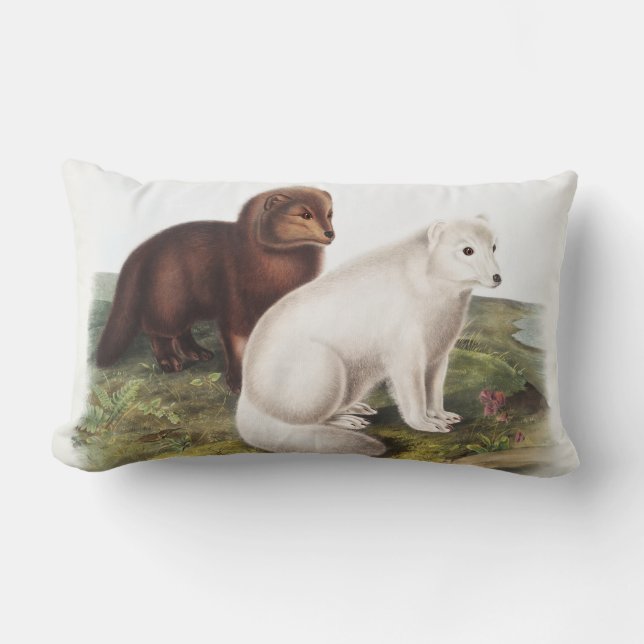 Illustratie Arctic Fox (Vulpes lagopus) Kussen (Voorkant)