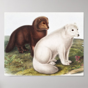 Illustratie Arctic Fox (Vulpes lagopus) Poster