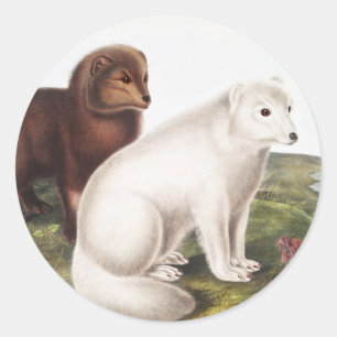 Illustratie Arctic Fox (Vulpes lagopus) Ronde Sticker