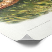  illustratie Armadillo Poster (Hoek)