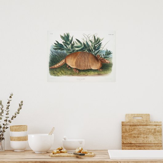  illustratie Armadillo Poster (Keuken)