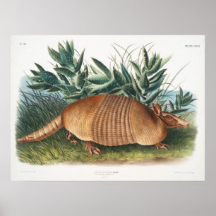  illustratie Armadillo Poster