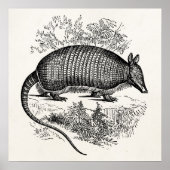  illustratie Armadillo Retro Armadillos Poster (Voorkant)