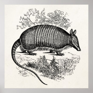 illustratie Armadillo Retro Armadillos Poster