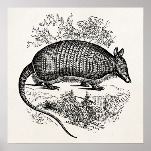 illustratie Armadillo Retro Armadillos Poster (Voorkant)