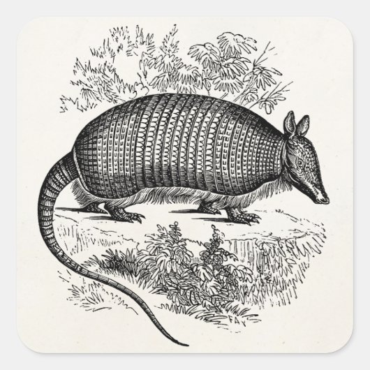  illustratie Armadillo Retro Armadillos Vierkante Sticker (Voorkant)