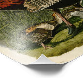  illustratie Audubon Wild Turkije Foto Afdruk (Hoek)
