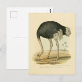 Illustratie autruche briefkaart (Voorkant / Achterkant)