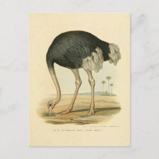 Illustratie autruche briefkaart (Voorkant)
