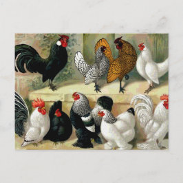 illustratie "Bantams" Briefkaart