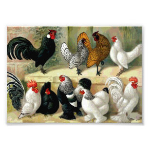 illustratie "Bantams" Foto Afdruk