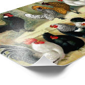  illustratie "Bantams" Foto Afdruk (Hoek)