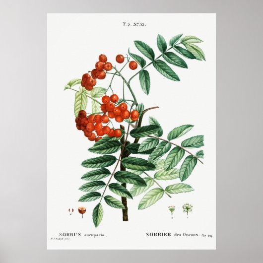 Illustratie  bergas poster (Voorkant)