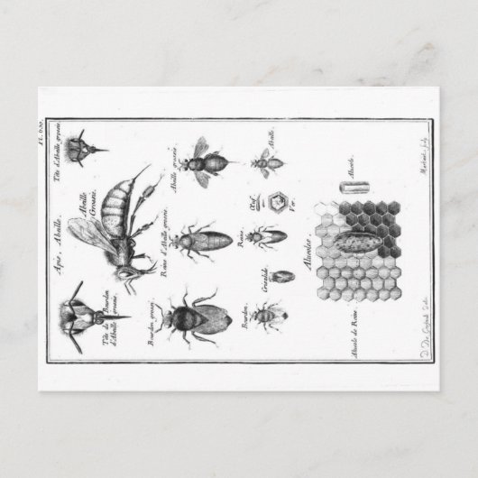  illustratie - bijen en honingraat briefkaart (Voorkant)